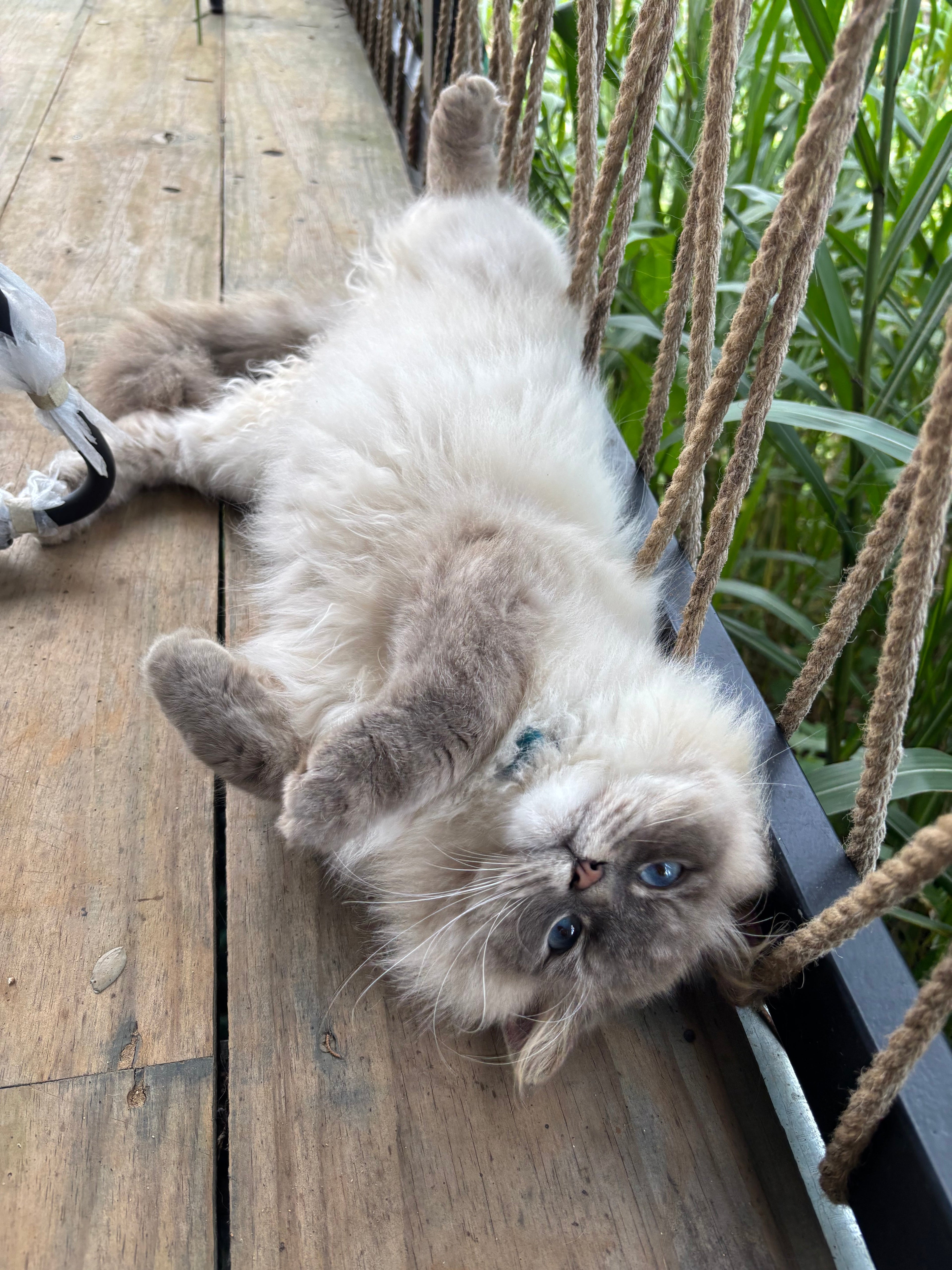 White fang mafia news !